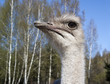 Foto: Close-up head of an ostrich Close-up head of an ostrich
