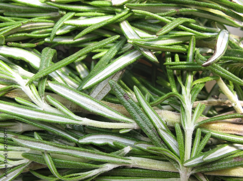 Photo: Rosemary (Rosmarinus officinalis) Rosemary (Rosmarinus officinalis)