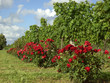Rose vor Weinstock 04