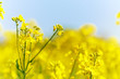 Rape(canola) flower blossom