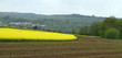 Frühlingsfeld