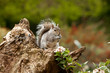 Female Squirrel on tree stump