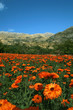 champs de soucis, calendula