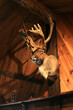 elan dans un chalet canadien