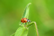 Ladybug with power