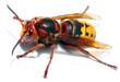 European Hornet (Vespa crabro)