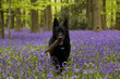 Black dog in Bluebells woods Black dog in Bluebells woods
