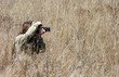 Safari photo