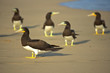 group of funny brown bobbies looking around together beach