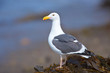 Seagull perched on kelp bed on the beach
