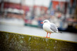 white seagull on a harbour background