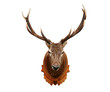 Deer head isolated on white background