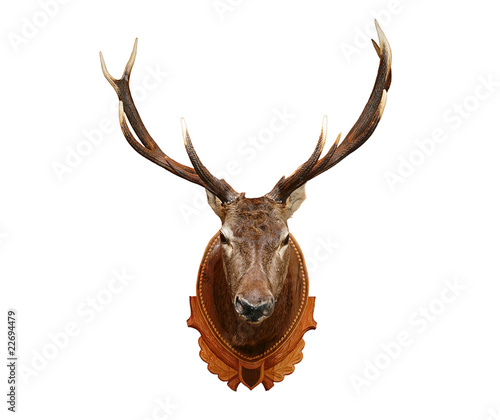 Foto: Deer head isolated on white background Deer head isolated on white background
