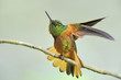 pterophanes cyanopterus hummingbird pterophanes cyanopterus hummingbird