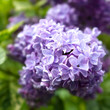 Spring Lilac