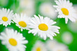 chamomile in green grass