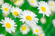 chamomile in green grass