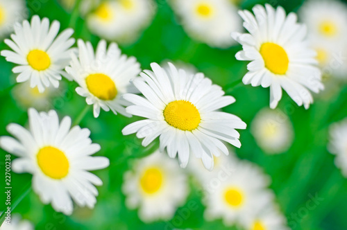 Photo: chamomile in green grass chamomile in green grass