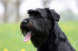 Riesenschnauzer