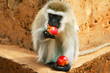 Portrait of wild hungry monkey Portrait of wild hungry monkey