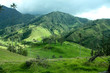 Cocora valley and the wax palms. Quindio. Andes. Colombia.