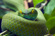 Green snake Green snake