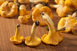 fresh chanterelle mushrooms