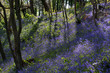 Bluebells at Bangor