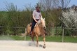 Training auf dem Reitplatz