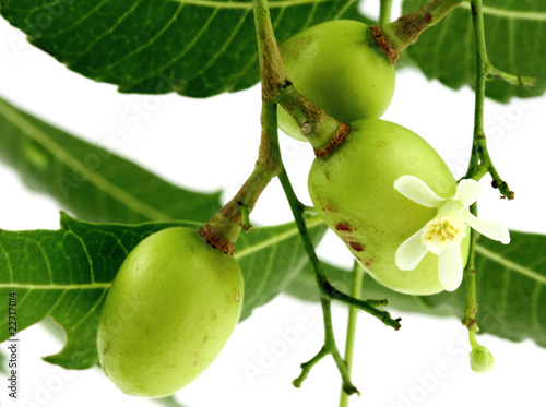 Photo : lilas des Indes, neem, plante médicinale, fruits fleur feuilles lilas des Indes, neem, plante médicinale, fruits fleur feuilles