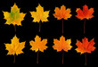Maple leaves isolated on black Maple leaves isolated on black