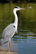 Grey Heron