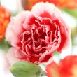 pink carnation