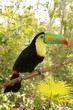 toucan kee billed Tamphastos sulfuratus jungle toucan kee billed Tamphastos sulfuratus jungle