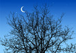 Branches in the night sky Branches in the night sky