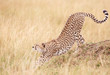 Cheetah (Acinonyx jubatus) in savannah