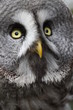 Great Grey Owl 4