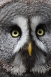 Great Grey Owl