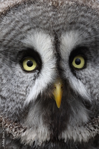 Photo: Great Grey Owl Great Grey Owl