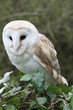 Barn Owl 1