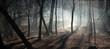 morning and fog