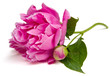 Peony Isolated Peony Isolated