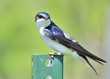 Tree Swallow