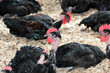 poules noires à cou nu