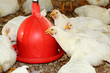 élevage de poules blanches
