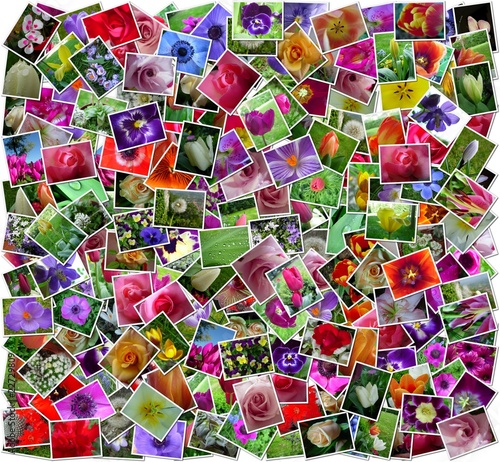 Photo: Flowers Collage Flowers Collage