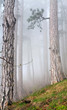 Dense fog in summer pine forest