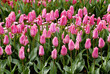 Pink tulips in a field