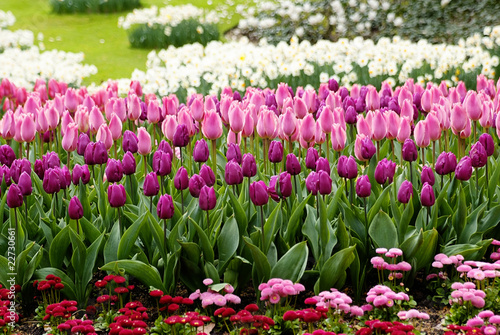 Photo: Pink tulips and flowers in a field Pink tulips and flowers in a field