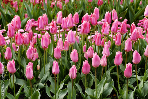 Photo: Pink tulips in a field Pink tulips in a field